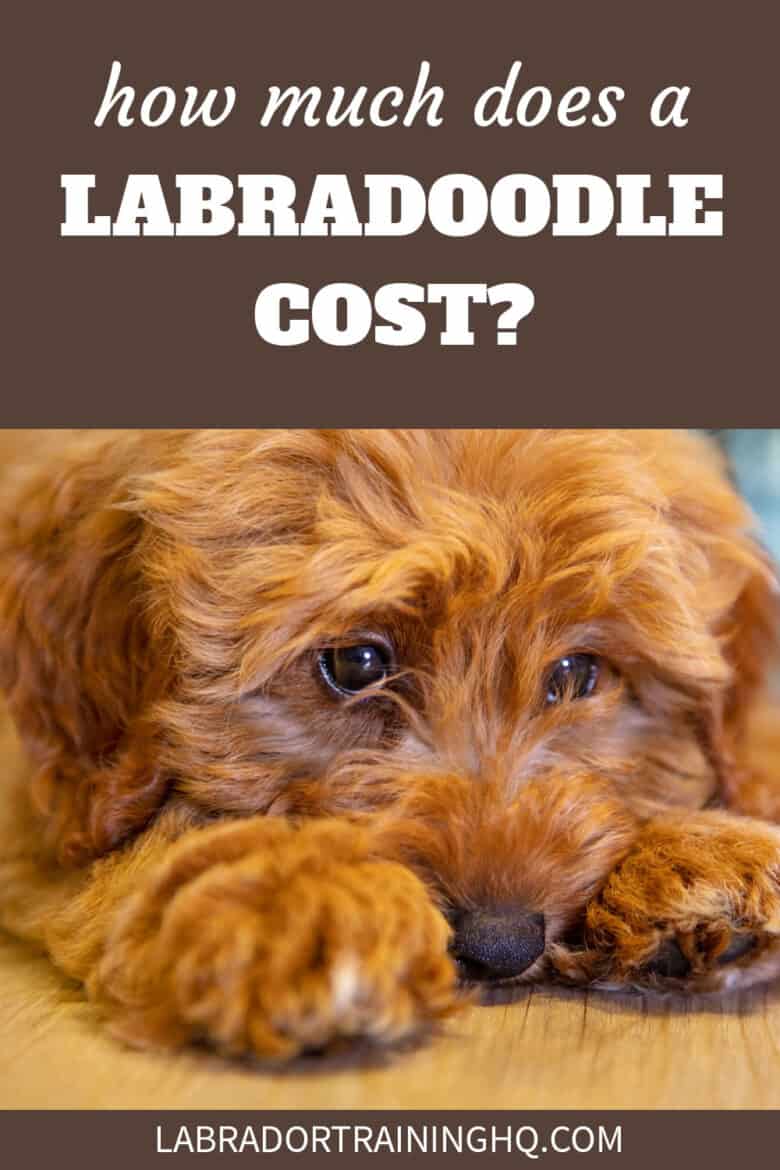 How Much Does A Labradoodle Cost? - labradoodle puppy lying on the floor with head between his paws.