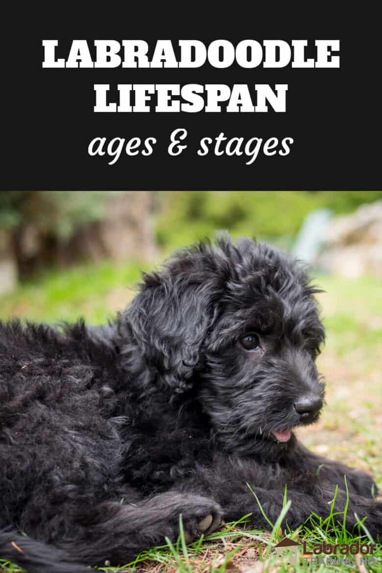 Labradoodle Lifespan Ages And Stages - black Labradoodle puppy in a down stay in the grass.