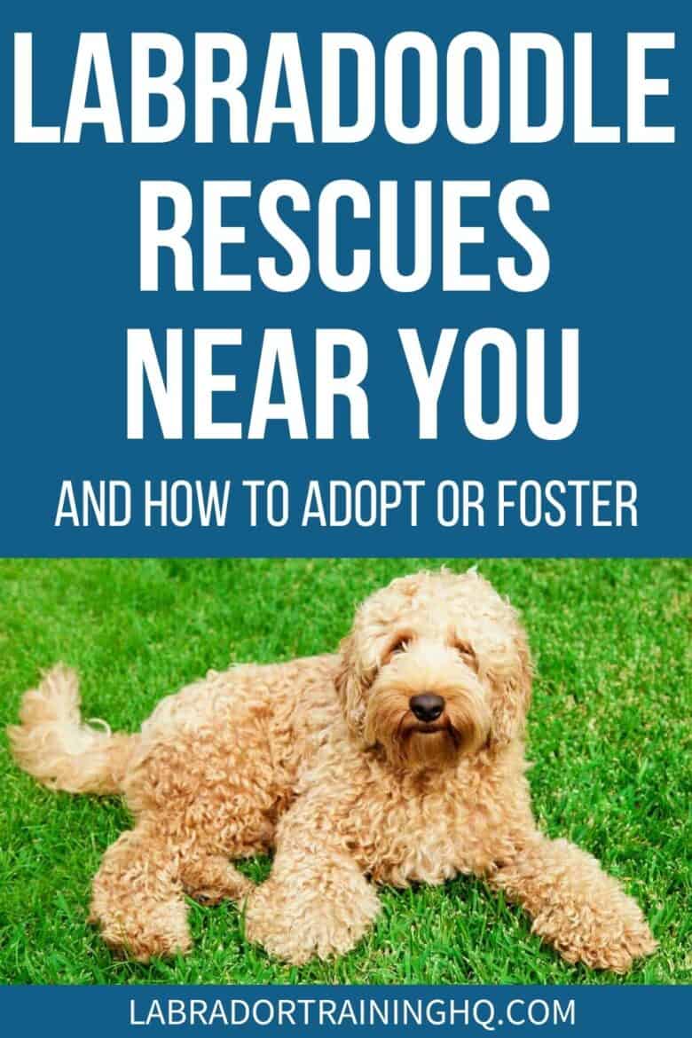 Labradoodle Rescues Near You And How To Adopt Or Foster - Labradoodle laying in the grass - List of labradoodle rescues near you, and everything you need to know about how they work and how you can find a labradoodle to adopt into your family.