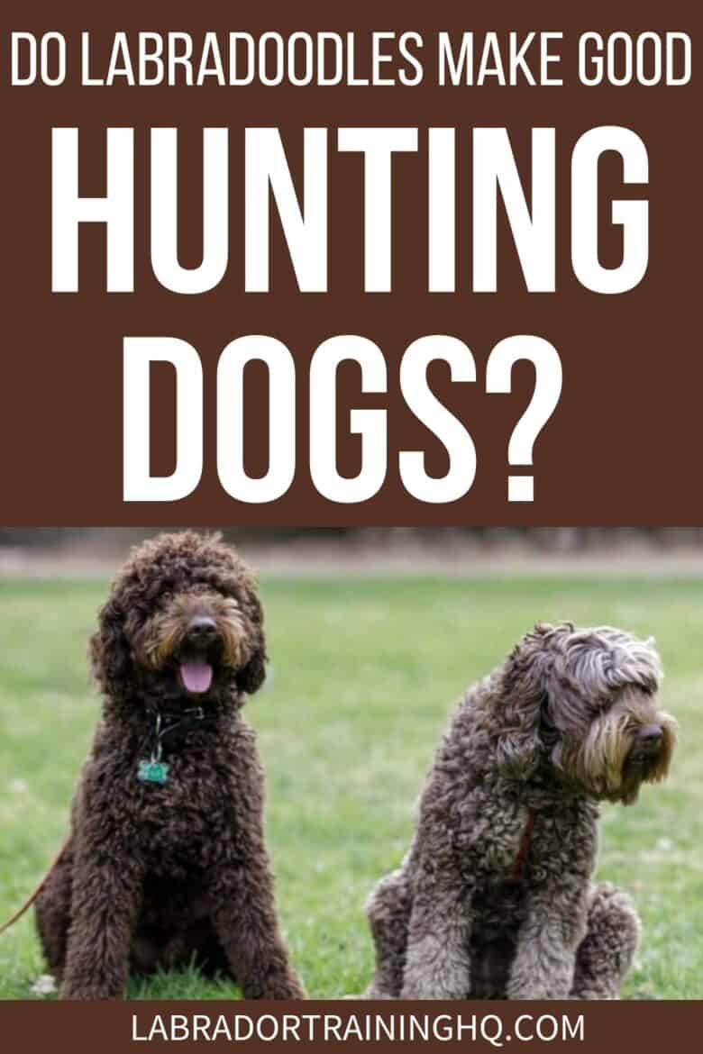 Dog Labradoodles Make Good Hunting Dogs? - Two Labradoodles sitting in the grass.