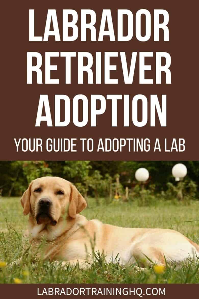 Labrador Retriever Adoption: Your Guide To Adopting A Lab - Yellow Lab in a down stay on the grass. - Your guide to Labrador adoption including info. on how to, what to expect, adoption process and a list Labrador Retriever rescues by state.