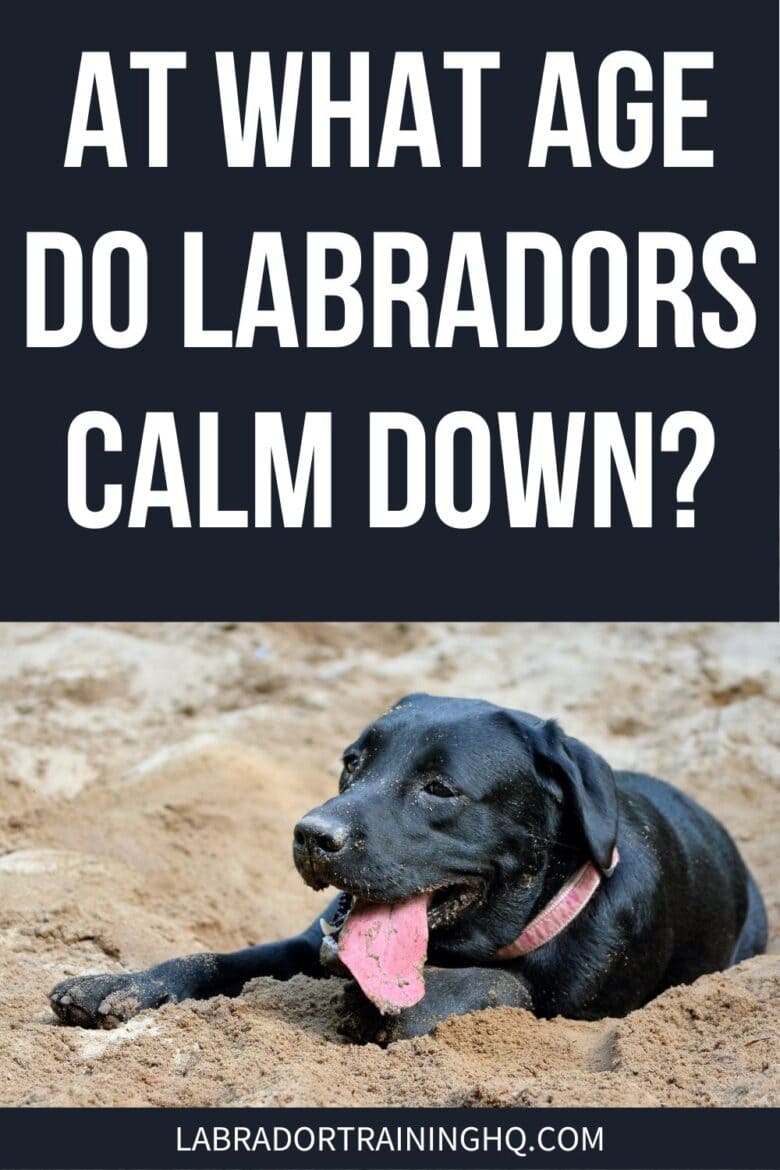 At What Age Do Labradors Calm Down? - Black Lab playing in the sand.