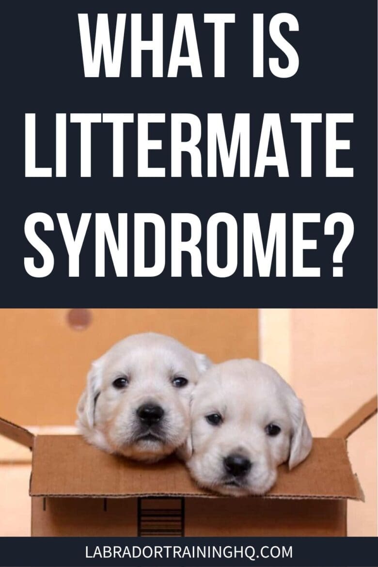 What Is Littermate Syndrome? - Two Golden Retriever puppies in a box.