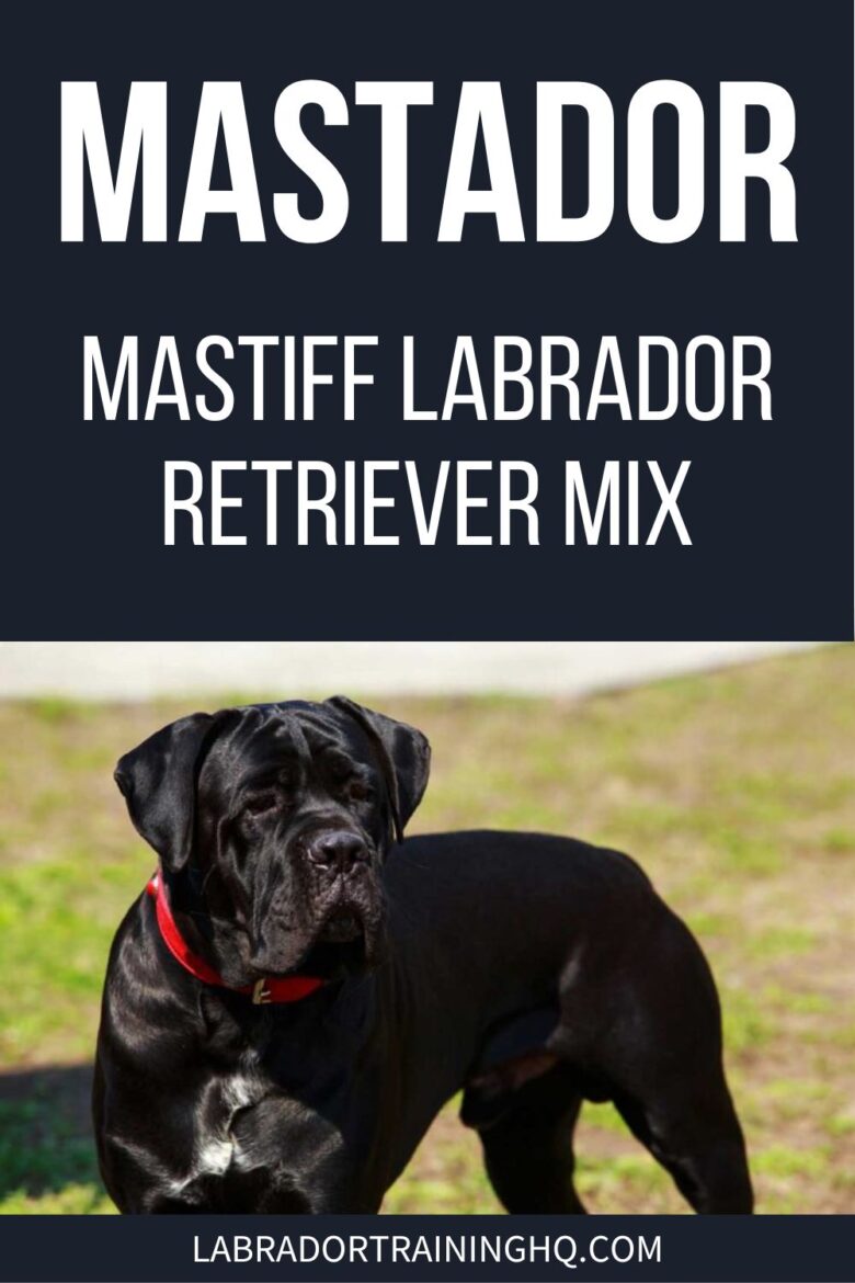 Mastador - Mastiff Labrador Retriever Mix