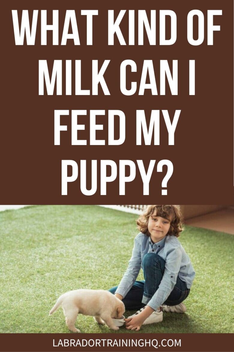 What Kind Of Milk Can I Feed My Puppy? - If you are raising a puppy without access to mother’s milk, you will need to replace that source of nourishment. The best options are milk replacers. Why and recommendations.