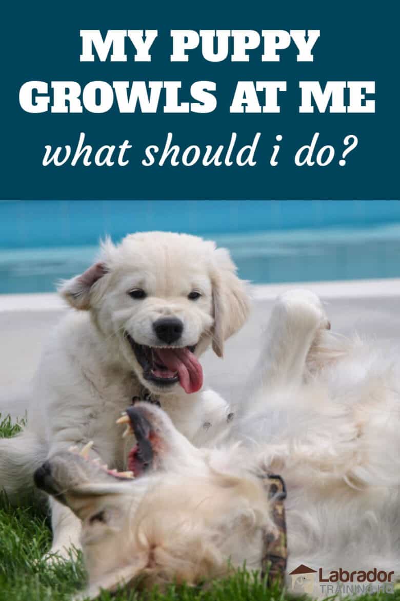 My Puppy Growls At Me What Should I Do? - Puppy growling at older dog lying on the ground.