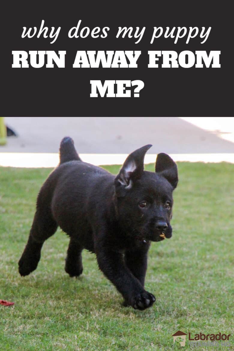 Wby Does My Puppy Run Away From Me And What Should I Do? Black Labrador Retriever puppy running  across the grass with leaf in her mouth.