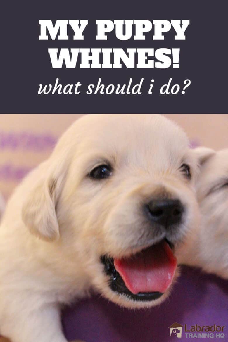 My Puppy Whines! What Should I Do? - Yellow puppy has mouth wide open getting ready to whine.