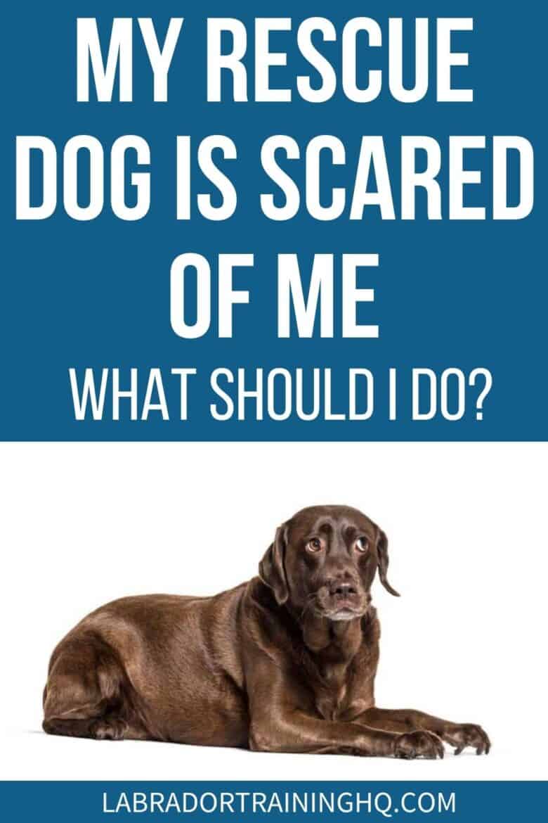 My Rescue Dog Is Scared Of Me, What Should I Do? - Chocolate Lab looking nervously