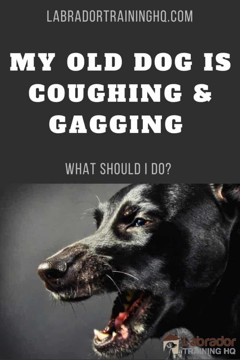 My Old Dog Is Coughing & Gagging. What Should I Do? - pic of black dog coughing