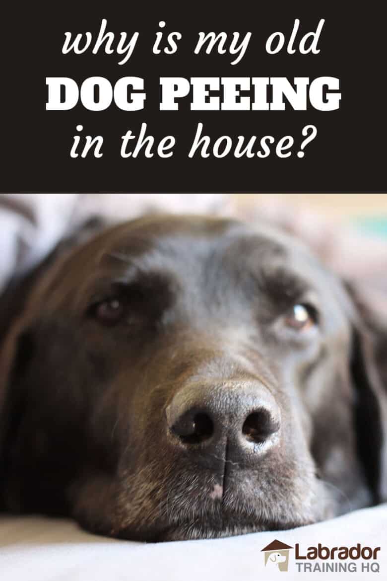 Why Is My Old Dog Peeing In The House? - Older black Labrador Retriever lying d