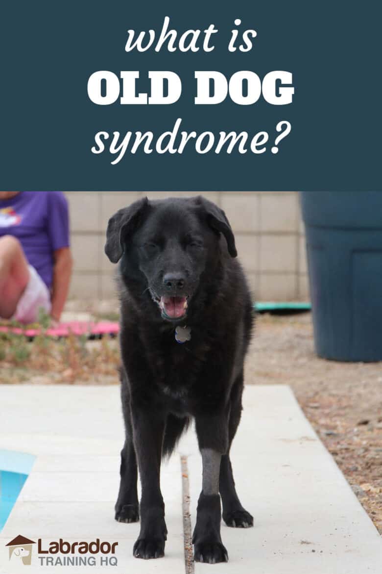 What Is Old Dog Syndrome? - Senior black Lab mix dog with front leg shaved stands on concrete.