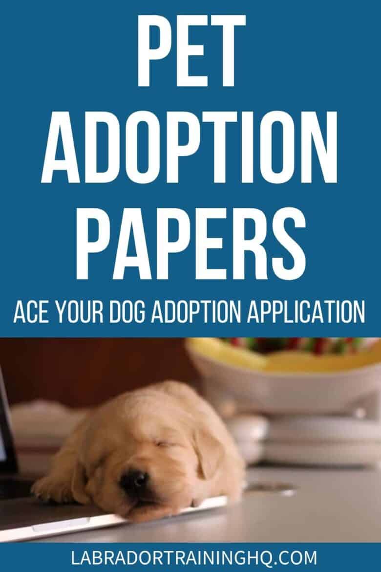 Pet Adoption Papers - Ace Your Dog Adoption Application - Golden Retriever puppy sleeping on computer keyboard - Knowing how to fill out pet adoption papers can improve your chances of getting approved by a rescue and finding the perfect dog for you and your family.