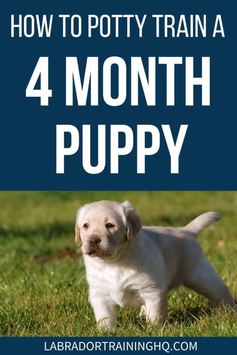 How To Potty Train A 4 Month Puppy - Yellow Labrador puppy about to go potty in the grass. - But, at four months old, she’s starting to act as if she’s never been trained. Now you're wondering how to potty train a 4 month old puppy.