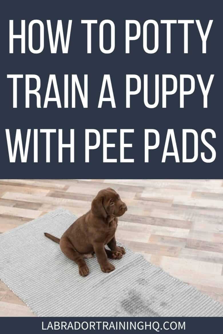 How To Potty Train A Puppy With Pee Pads - Chocolate lab puppy sitting on rug with pee stain in front of him - If you are toilet training a new puppy, or your dog is unable to go outside for some reason, pee pads can save your home from smelling like a doggy toilet.