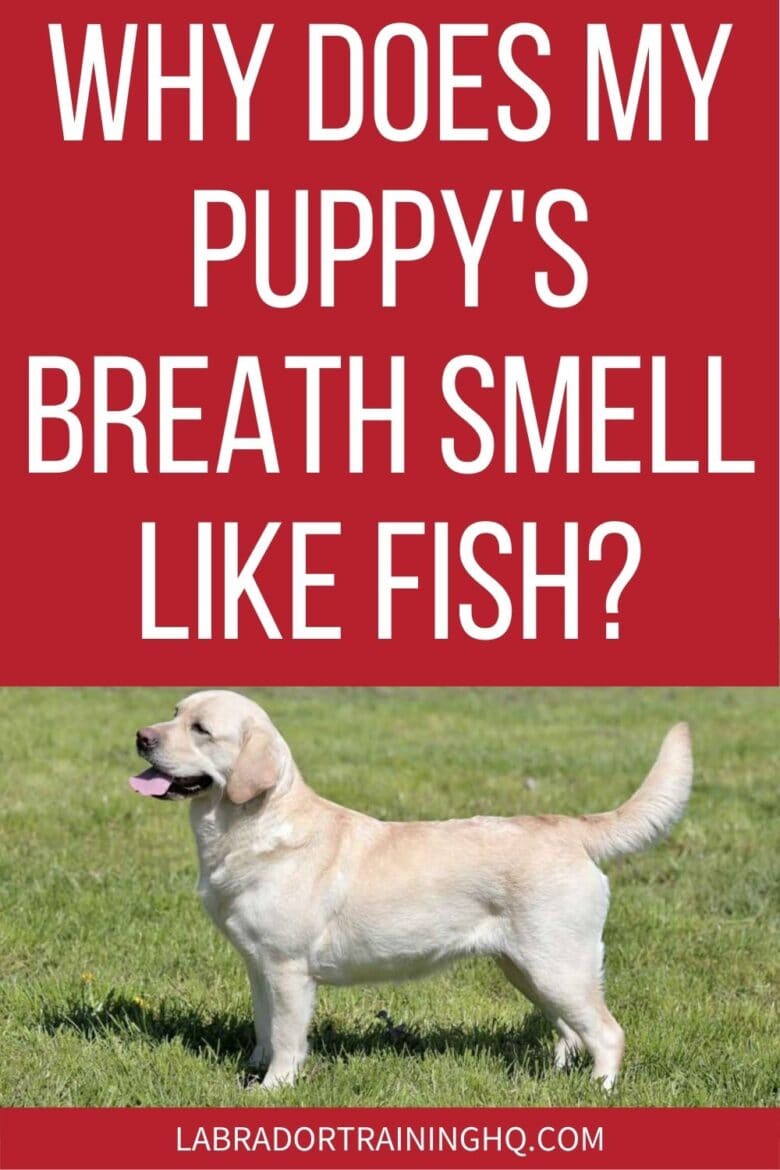 Why Does My Puppy's Breath Smell Like Fish? - Yellow lab standing in the grass