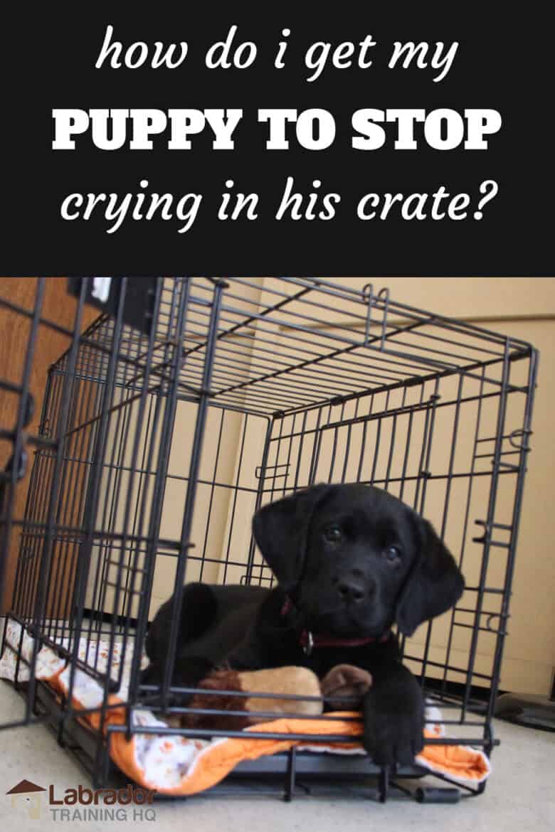 How Do I Get My Puppy To Stop Crying In His Crate? - Black Lab puppy lying down in his crate with door open.