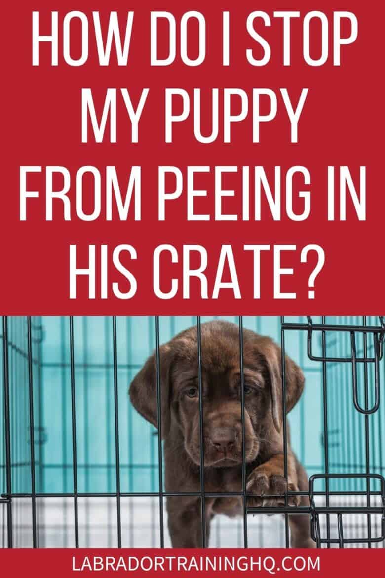 Puppy Going Potty in Crate: What to Do and How to Prevent It