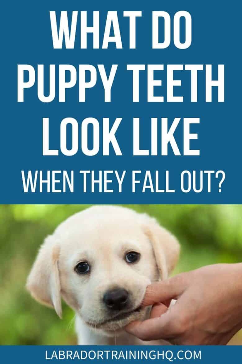 What Do Puppy Teeth Look Like When They Fall Out? - yellow lab puppy chewing on hand - Puppies have baby teeth and adult teeth, just like humans. But when and how do they fall out and what do they look like?