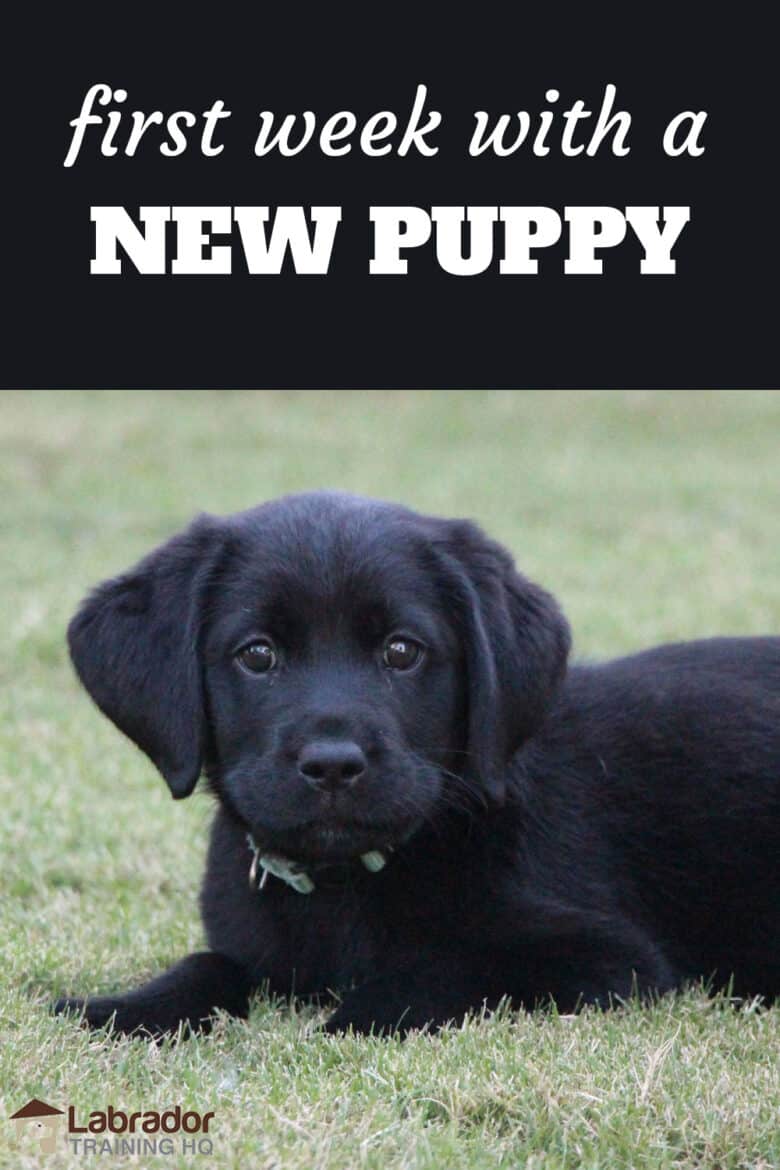 First Week With A New Puppy - Black Lab puppy in a down stay in the grass staring back at the camera.