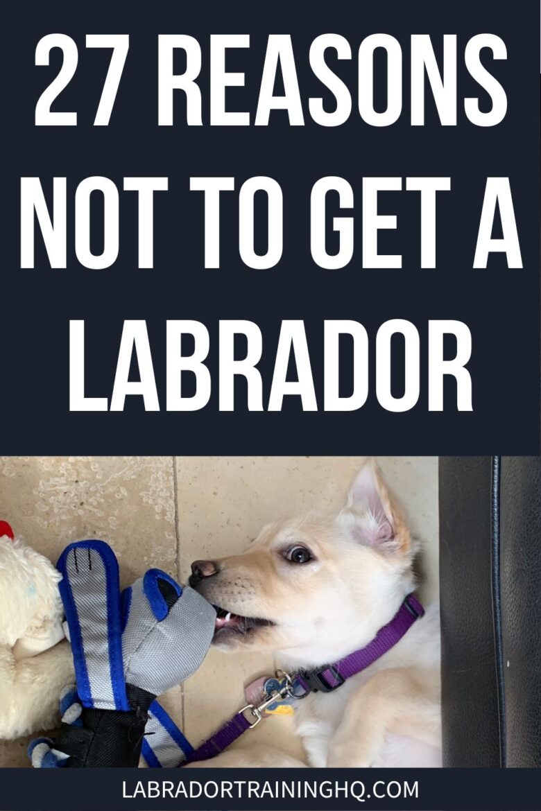 27 Reasons Not To Get A Labrador