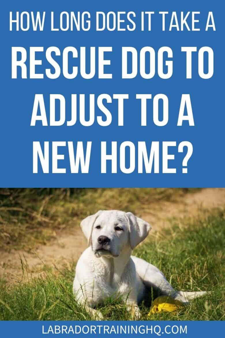 How Long Does It Take A Rescue Dog To Adjust To A New Home? - Yellow Lab puppy lying down in the grass. - All dogs need time to settle into a new home. But if you are adopting a rescue dog, depending on their background situation, they may need more. Here’s what to expect.