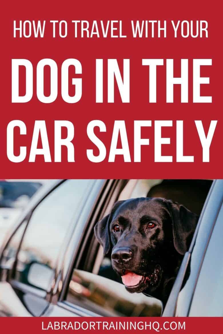 How To Travel With Your Dog In The Car Safely - Black Lab sticking his head out the car window. - You love traveling with your dog, but you want him to be safe in an accident. Here are 3 of the safest ways for a dog to travel in the car.