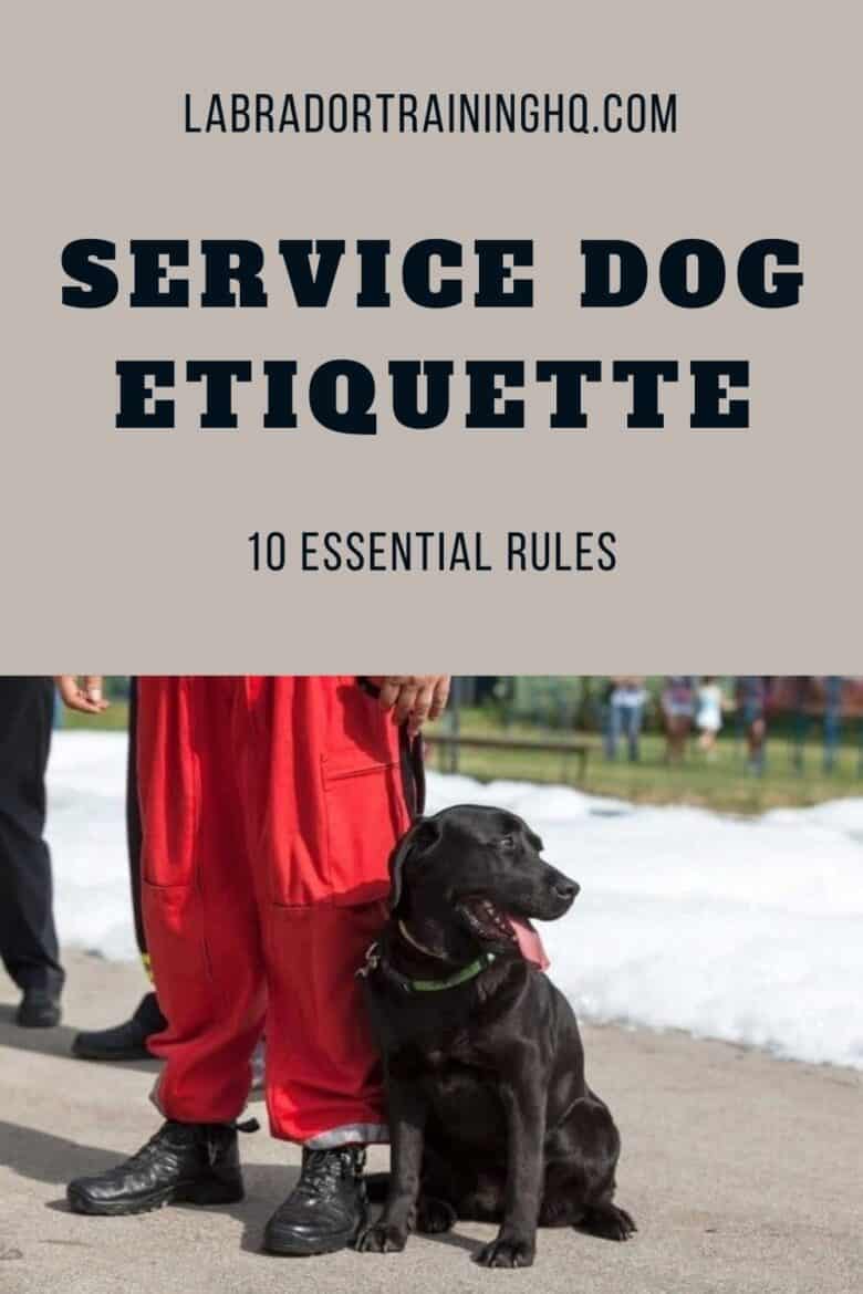 Service Dog Etiquette - 10 Essential Rules - Black Lab sitting in heel position next to person in red pants and black shoes.