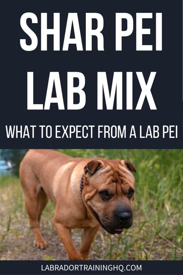 Shar Pei Lab Mix - What to expect from a Lab Pei - Shar Pei walking in the grass