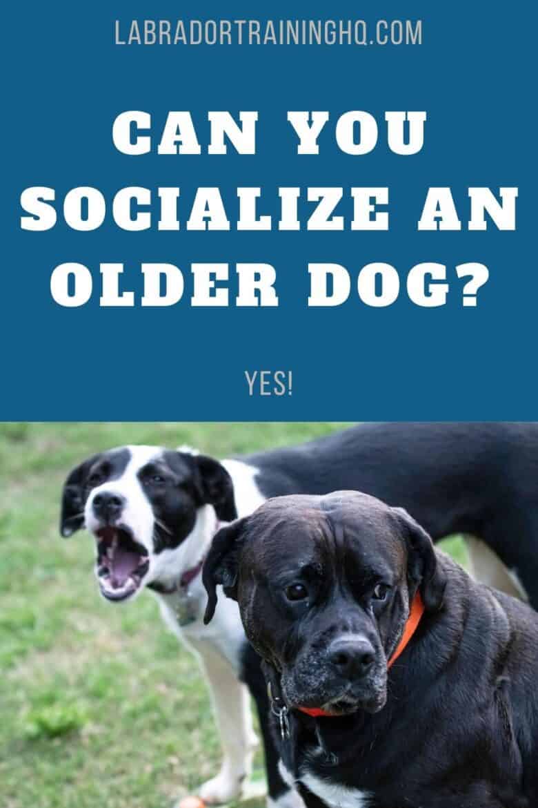 Can You Socialize An Older Dog - YES! - Older dog sitting with dog behind him barking