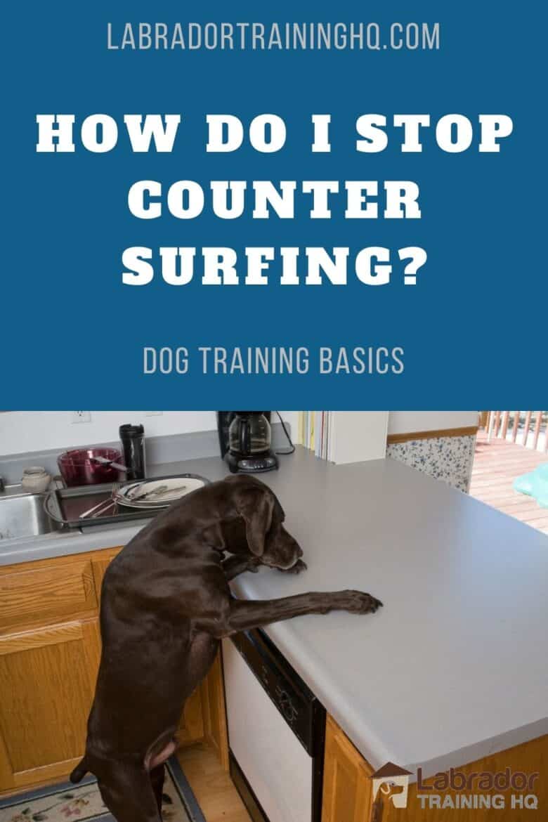 How Do I Stop Counter Surfing? - Chocolate Labrador Retriever counter surfing in the kitchen.