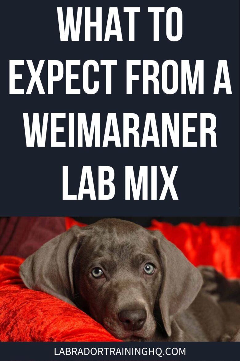 What To Expect From A Weimaraner Lab Mix - Weim lab puppy lying on a red blanket.