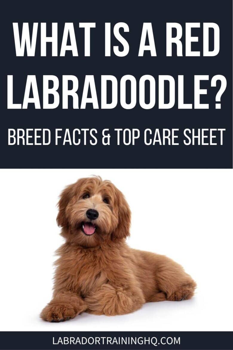 What Is A Red Labradoodle? - Breed Facts & Top Care Sheet