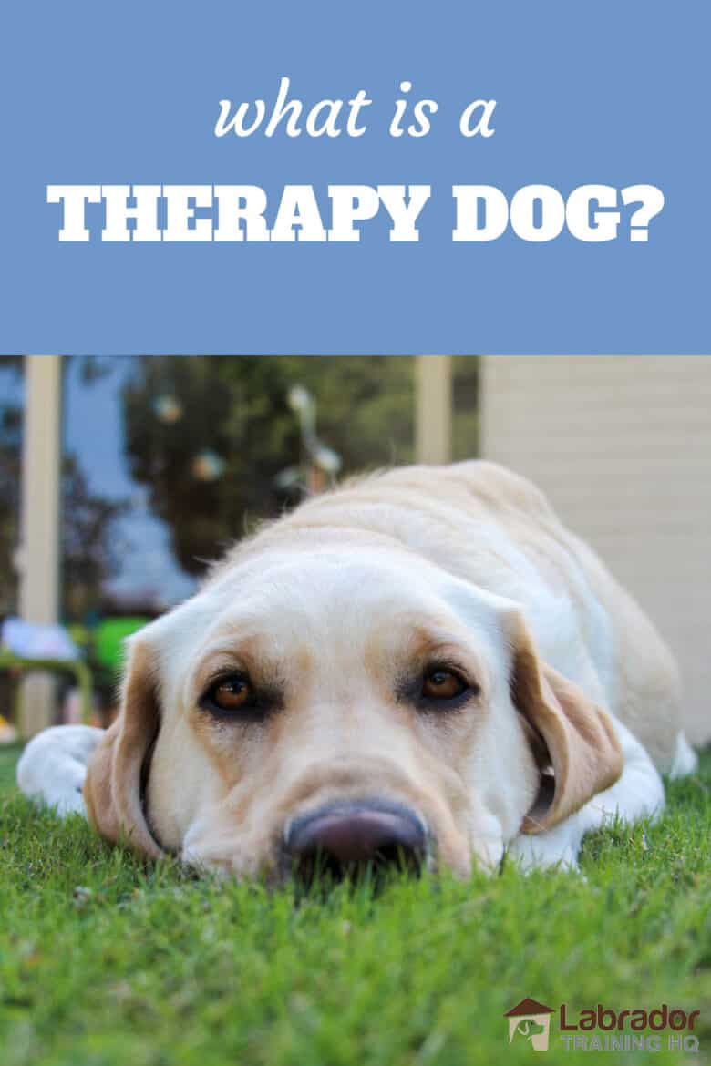 What Is A Therapy Dog? Yellow Labrador Retriever lying in the grass staring into the camera.