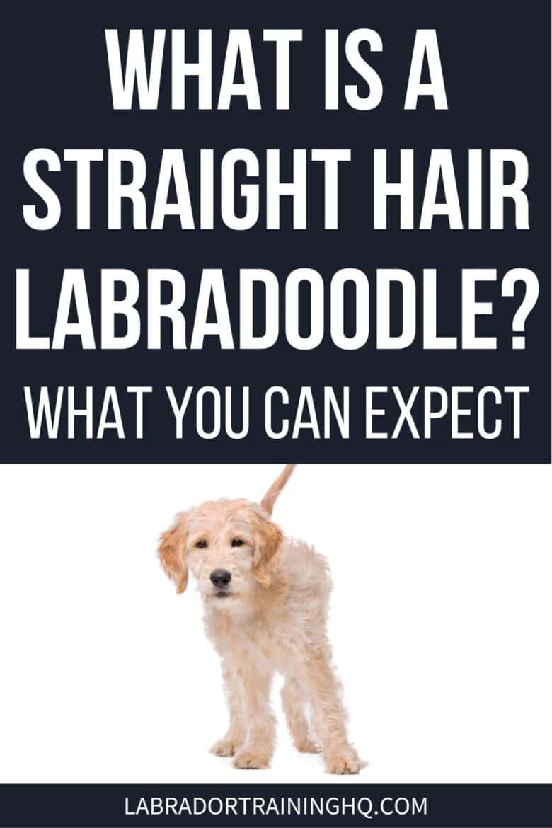 What Is A Straight Hair Labradoodle? What You Can Expect - pic of white labradoodle