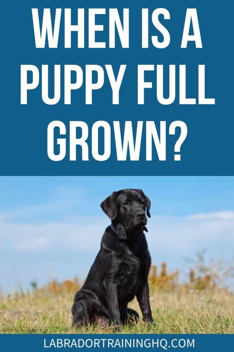 When Is A Puppy Full Grown? - Black Lab sitting in a field - Puppies change so much in the first months of their lives, it can seem like your tiny pup will soon be the same size as you. How do you know when your puppy is fully grown?