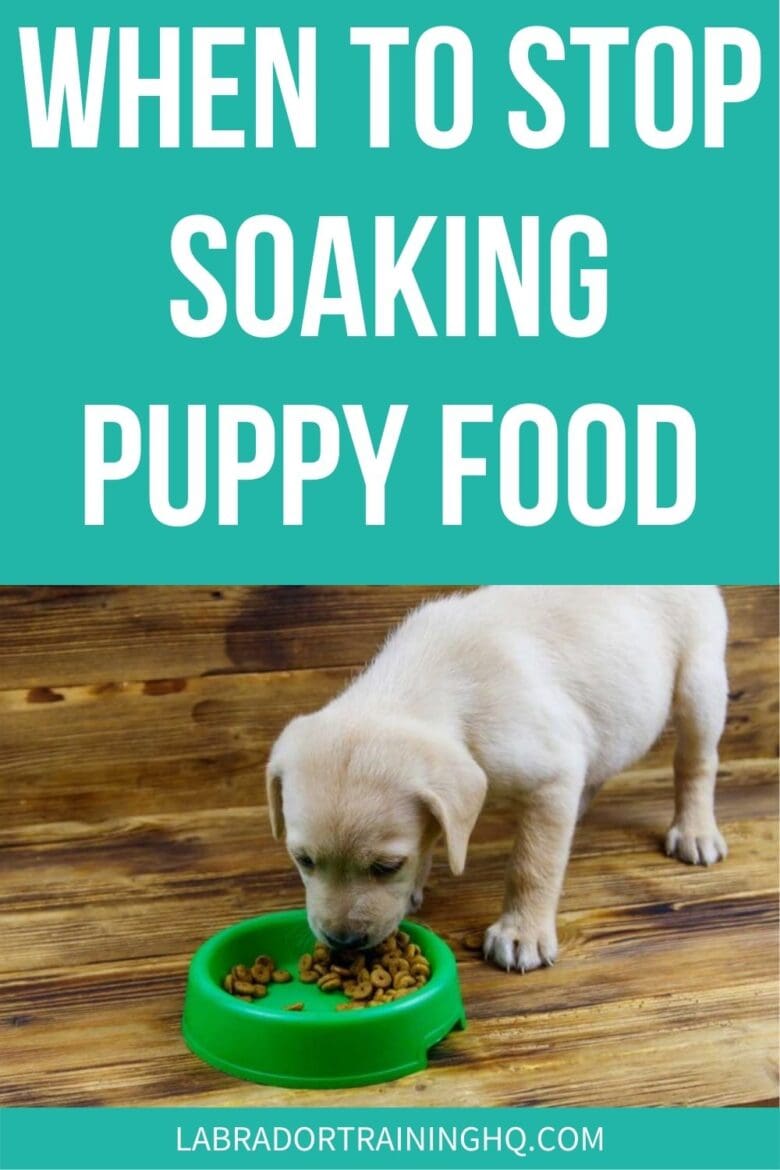 When To Stop Soaking Puppy Food - Yellow lab puppy eating food.