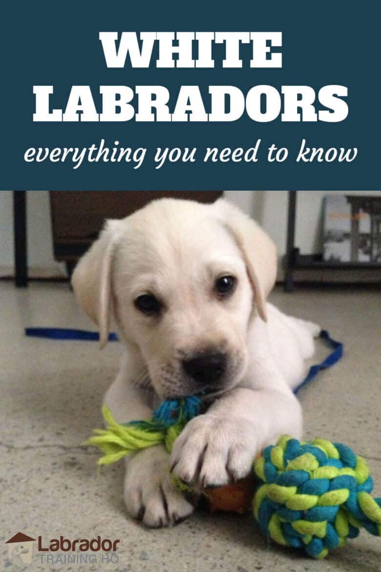 White Labradors - Everything You Need To Know - White Lab puppy chewing on his little rope toy.