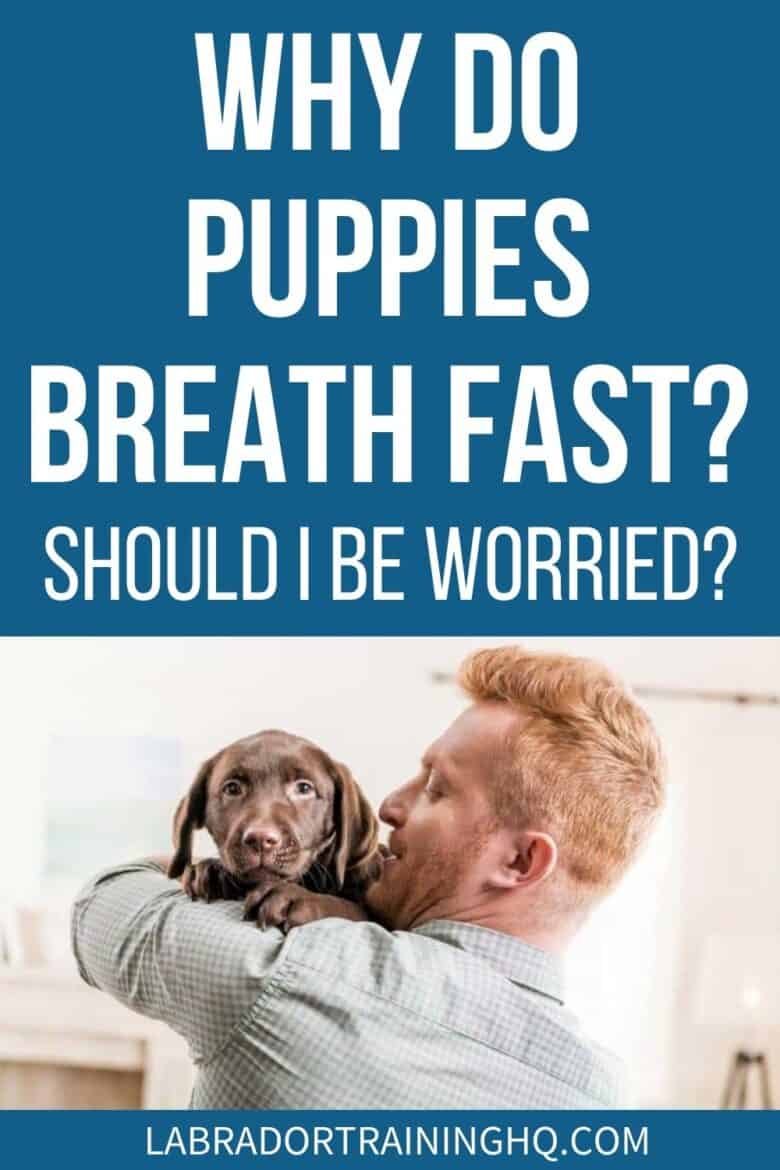 Why Do Puppies Breath Fast? Should I Be Worried? - Guy holding Chocolate Lab puppy - It is normal for puppies to breathe faster than humans, but how fast is too fast? Guide to normal puppy breathing, why puppies breathe fast, and when to worry.