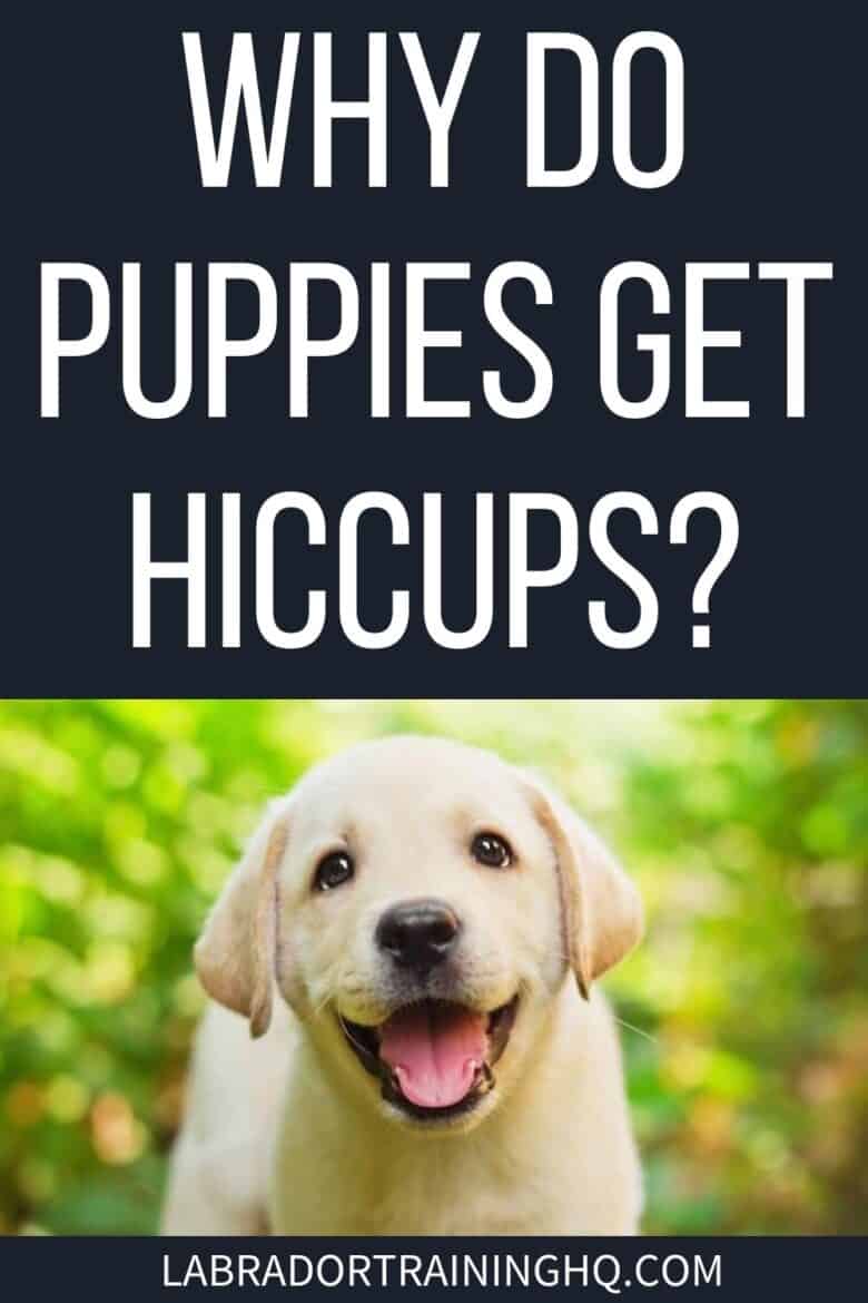 Why Do Puppies Get Hiccups? - Yellow Lab puppy smiling for the camera - Why do puppies get hiccups and are they something you should be worried about? What can you do to alleviate hiccups in puppies and dogs?