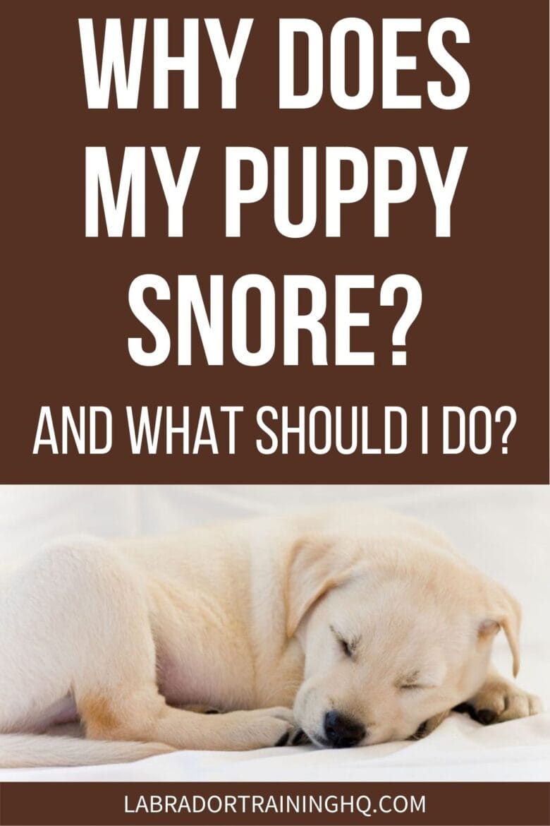 Why Does My Puppy Snore? - And What Should I Do? - Yellow lab curled in ball sleeping.