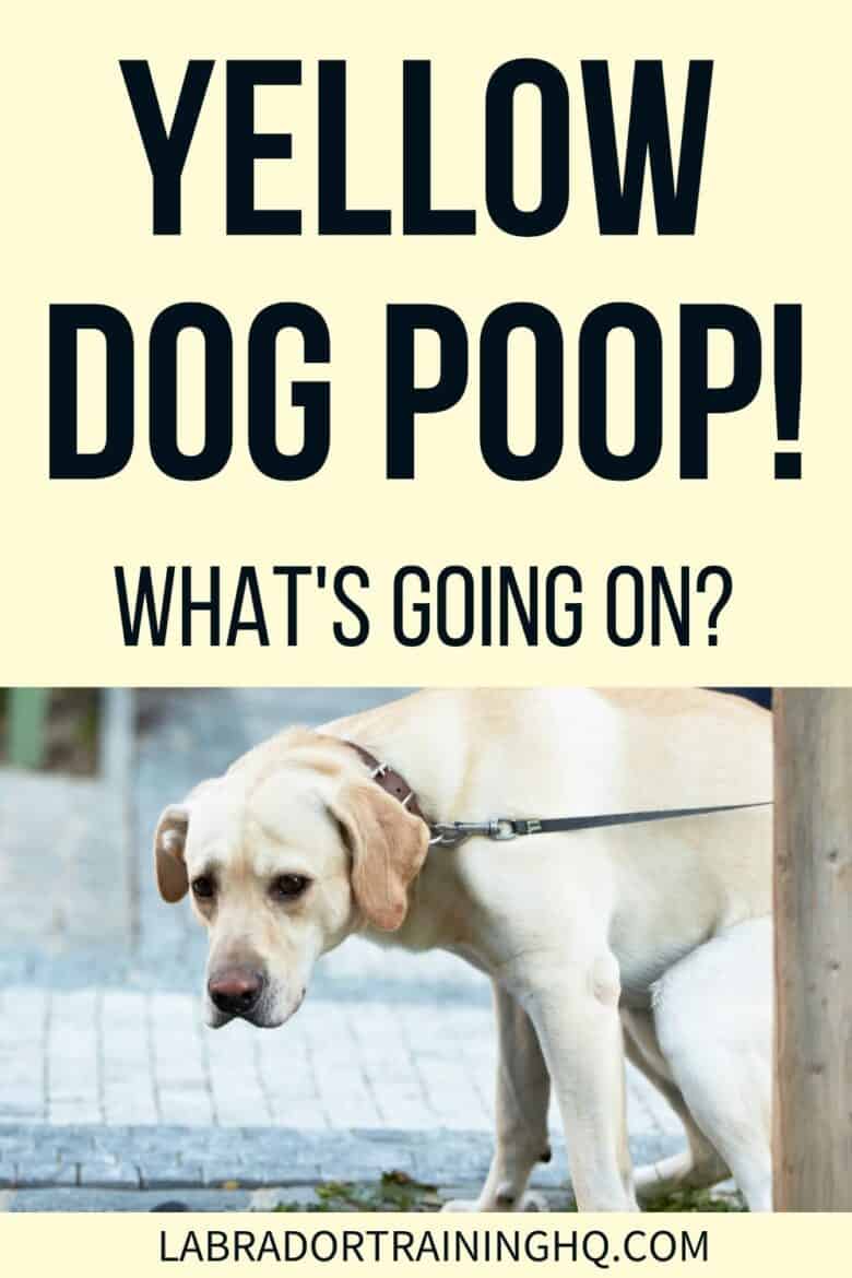 Yellow Dog Poop! What's Going On? - Yellow Labrador squatting and taking a poop.