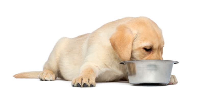 Labrador puppy eating food isolated on white bg