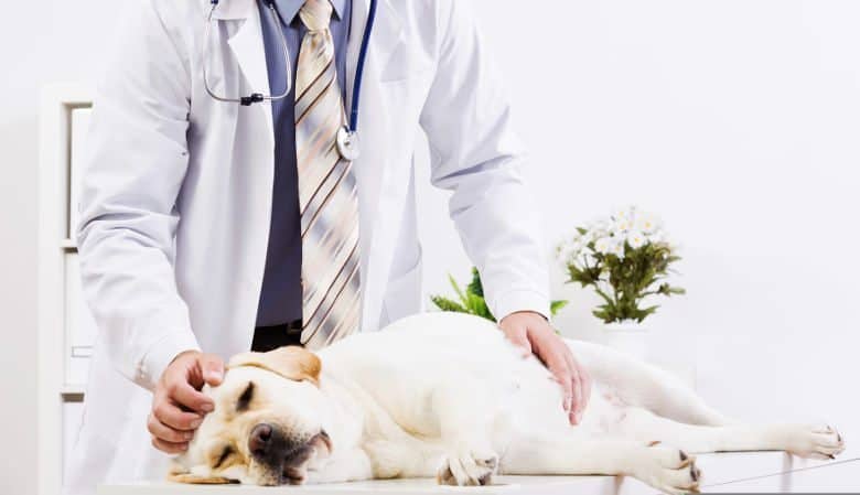 Labrador lying on vet table being checked by vet