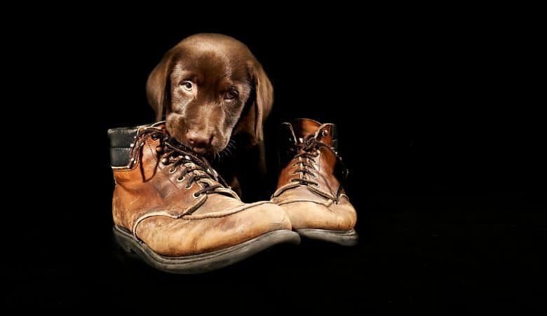 A chocolate labrador puppy chewing some old leather boots on a black background