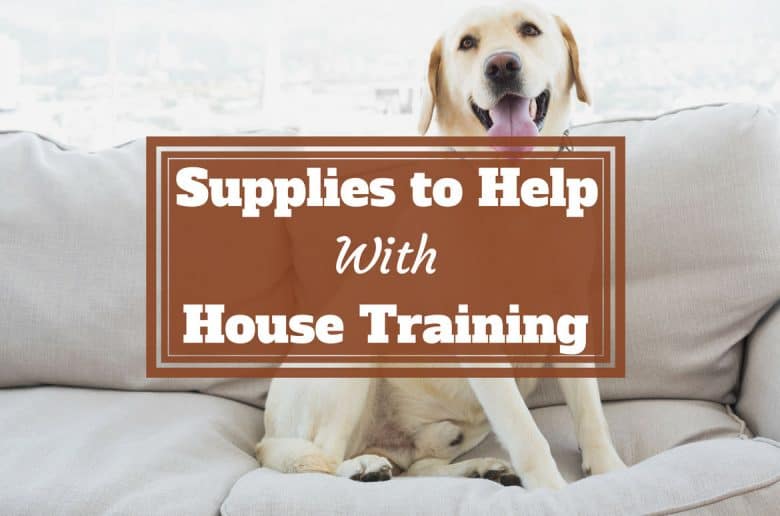 Supplies to help with house training written across a yellow labrador sitting on a sofa