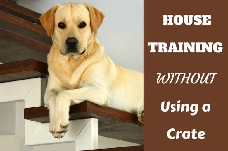 House training without a crate - A lab chilling on some stairs