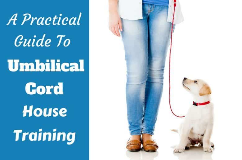 Umbilical cord house training - lab puppy on leash next to girl on white background