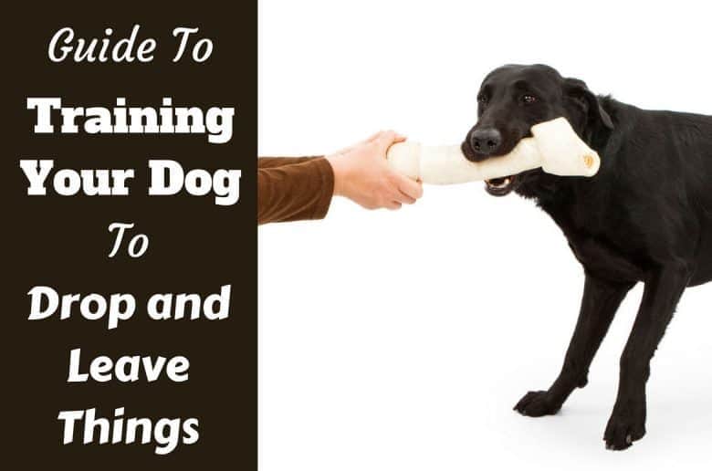 How to train drop and leave it: A black being trained to drop a large nylabone