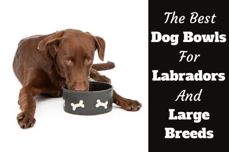 Best Bowls for labs and large breeds written beside two dogs isolated on white